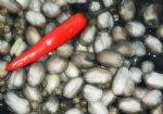 ˮ������ͼƬ