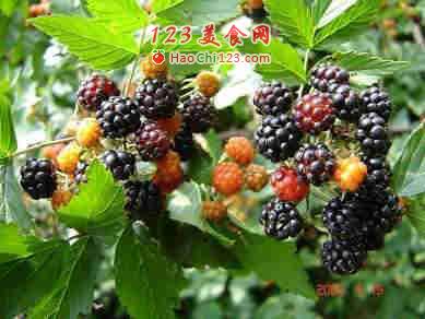 传授你时尚的"黑食"高招